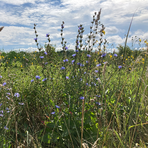 Searching for Wildflowers